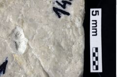 Foto (Detailansicht) von Bullariscus patruliusi (Robins et al., 2013) (NHMW-GEO-1990-0041-0149a)